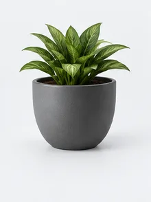 Vale indoor plant